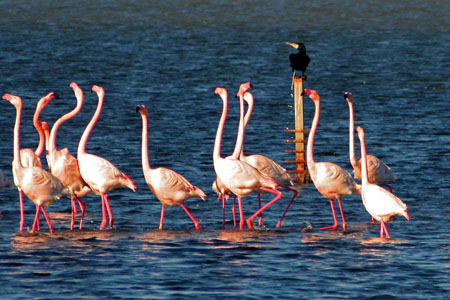 La parade des flamants