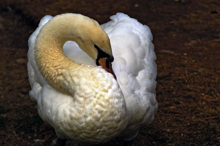 Cygne