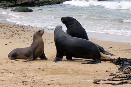 R�union d'otaries