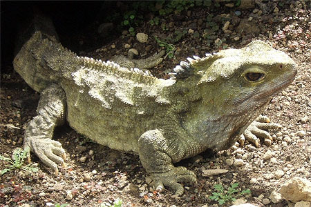 Tuatara