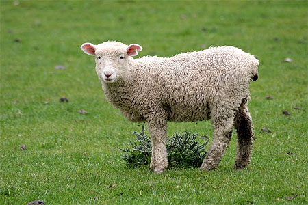 Agneau