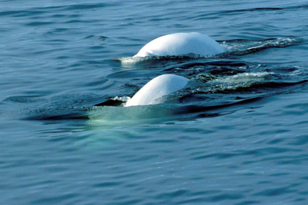 Belougas