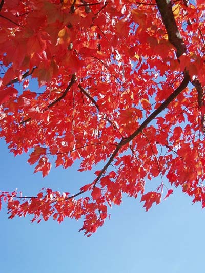 Red leafs