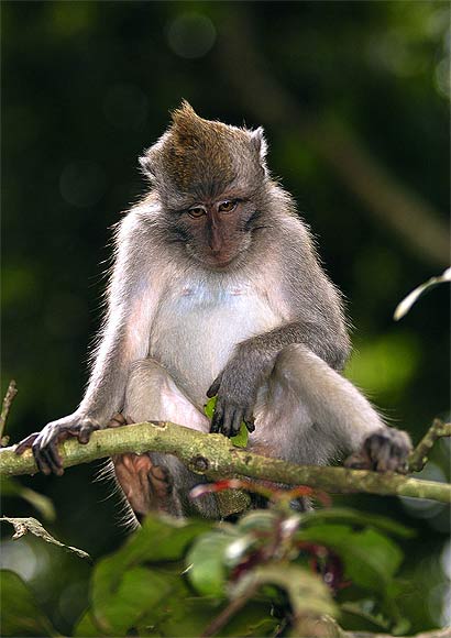 Singe crabier