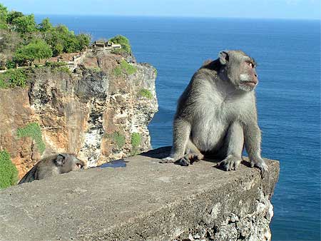 Singe � Uluwatu