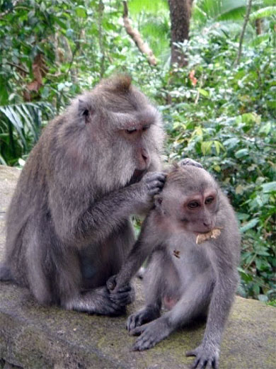 Epouillement en famille