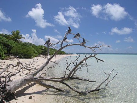l'�le aux oiseaux
