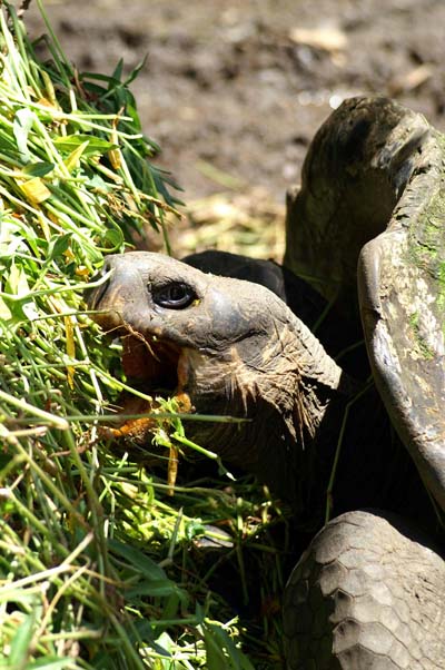 tortue qui mange