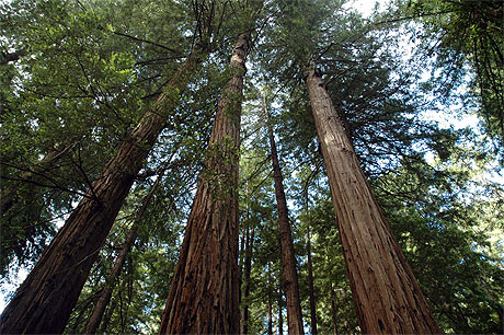 Sequoias mill�naires 