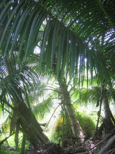 Petite Anse