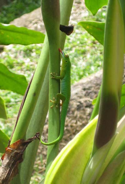 Le gecko vert et sa langue rouge