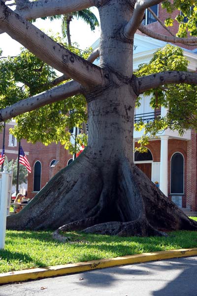 arbre g�ant