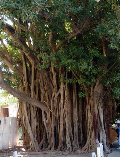 arbre g�ant de key west