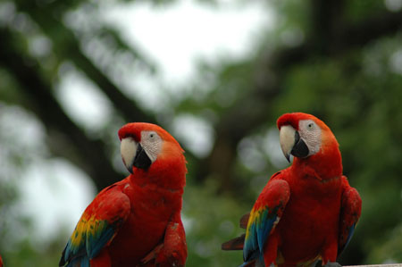 Perroquets rouge !!
