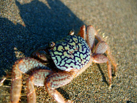 Crabe sur la plage