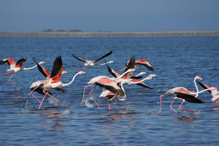 Flamants Roses