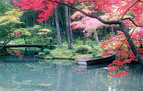 Saison des Momiji