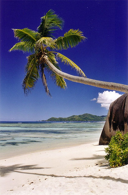 Sieste sous les cocotiers...
