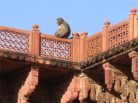 M�ditation de singe