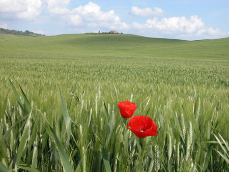 Primavera