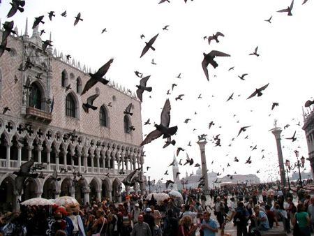 L'envol des pigeons
