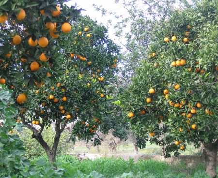 Les orangers