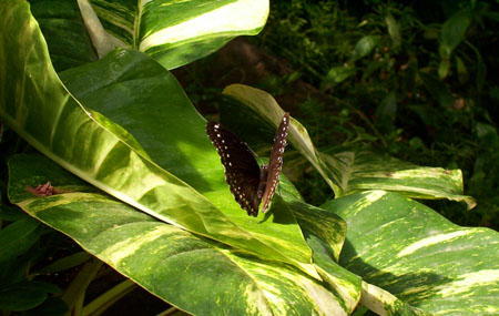 papillon