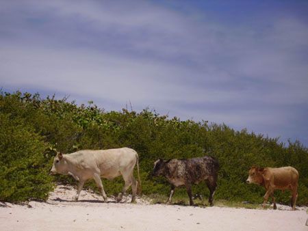 Vaches � la plage