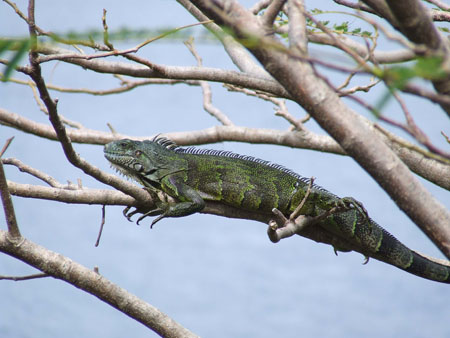 Iguane sur son arbre perch�