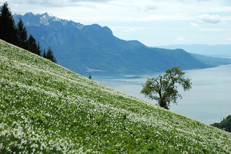 Chemin des narcisses