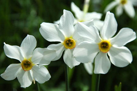 Les narcisses 