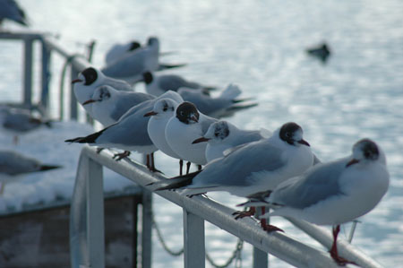 Petite pause en hiver
