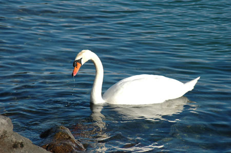 Les cygnes du Leman
