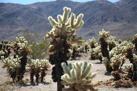 cactus de Joshua tree park