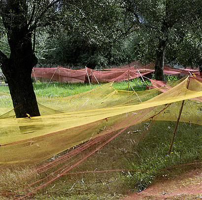 La cueillette des olives