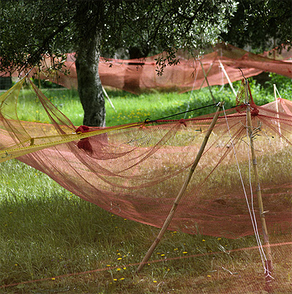 La cueillette des olives 