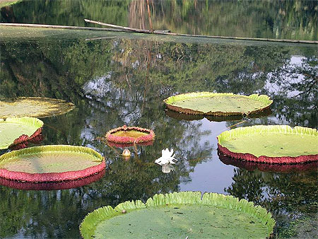 N�nuphars g�ants au Jardin Botanique