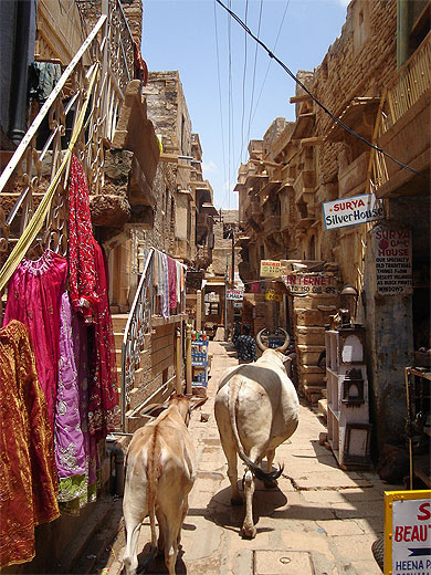 Libert� des vaches sacr�es au Fort de Jaisalmer