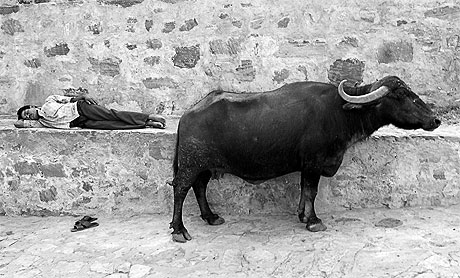 Sieste au Fort de Kumbalgarh