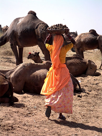 Foire aux chameaux � Pushkar