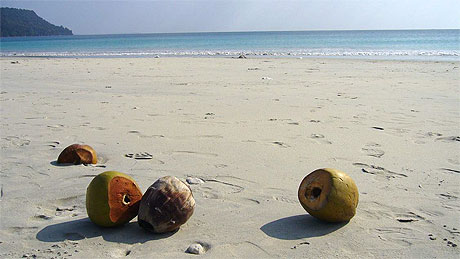 Noix de Cocos abandonn�es sur Radhanagar Beach