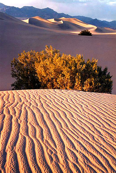 Dunes dans la Vall�e de la Mort