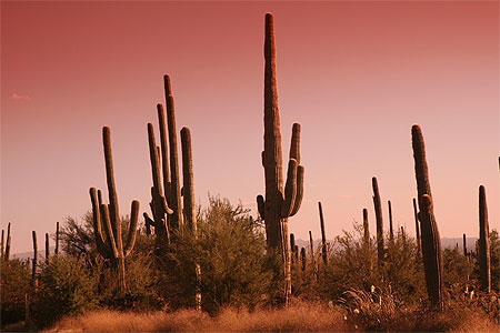 Cactus de saguaro NP