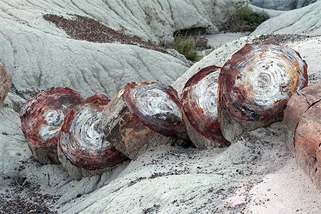 Roches de petrified forest