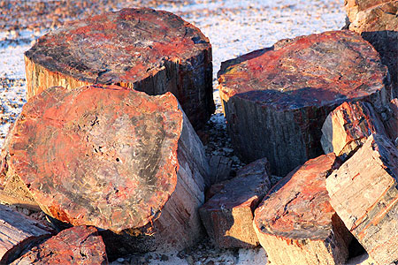 Roches de petrified forest