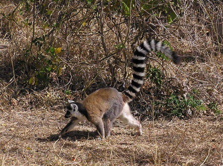Maki brun dans le parc Anja