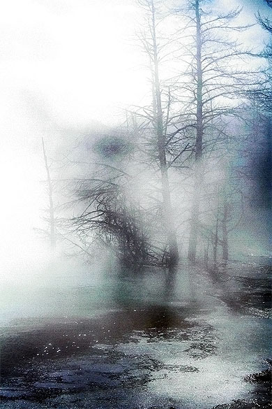 Arbres et fumerolles