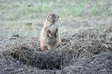 Chien de prairie au custer state park
