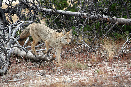 Coyotte
