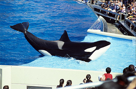 Sea world - shamu adventure